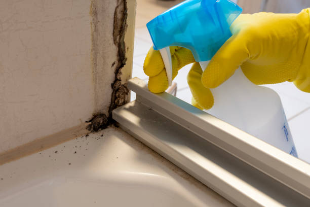 Best Black Mold Removal  in Statesville, NC