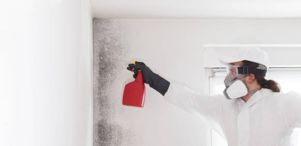 Best Mold Damage Repair  in Statesville, NC