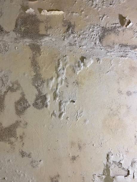 Best Attic Mold Removal  in Statesville, NC