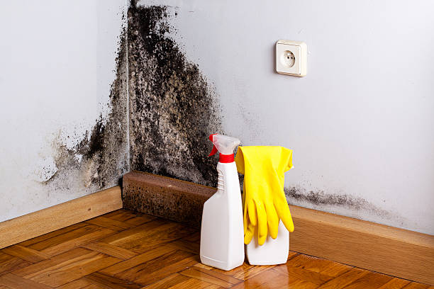 Trusted Statesville, NC Mold Removal Experts