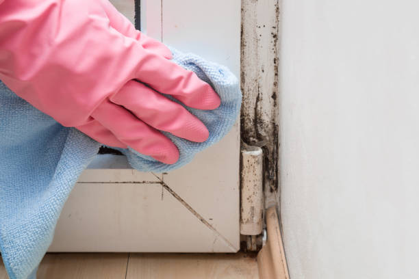 Best Mold Cleaning Services  in Statesville, NC