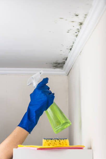 Mold Testing and Removal in Statesville, NC