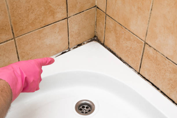 Best Mold Damage Repair  in Statesville, NC