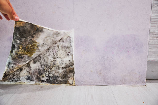 Best Professional Mold Removal  in Statesville, NC